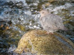 American Dipper